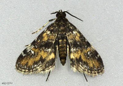 Waterlily Leafcutter Moth Elophila obliteralis #4755