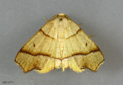 Hollow-spotted Plagodis Moth Plagodis alcoolaria #6844