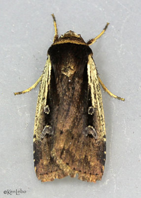 Flame-shouldered Dart Moth Ochropleura implecta #10891