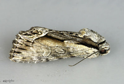 Common Hyppa Moth Hyppa xylinoides #9578