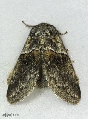 Common Gluphisia Moth Gluphisia septentrionis #7931