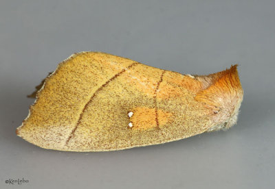 White-dotted Prominent Moth Nadata gibbosa #7915