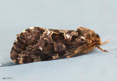 Conifer Swift Moth Korscheltellus gracilis #0031