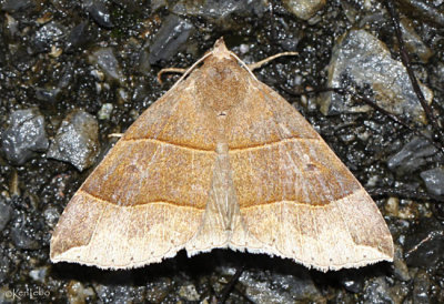 Maple Looper Moth Parallelia bistriaris #8727