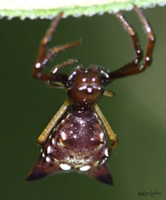 Arrowshaped Micrathena - Micrathena sagittata