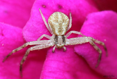 Northern Crab Spider Mecaphesa asperata
