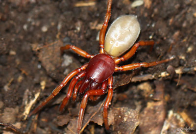 Woodlouse Spider Dysdera crocata