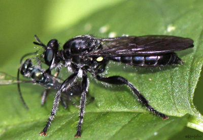 Robberfly - Laphria sp.
