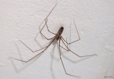 Longbodied Cellar Spider Pholcus phalangioides