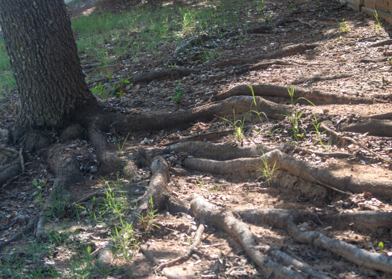 Roots