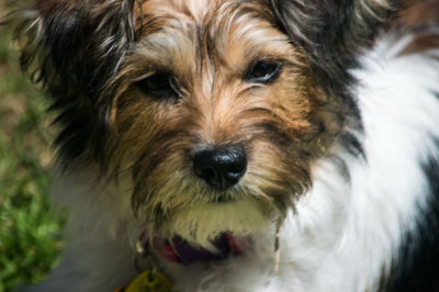 Gracie