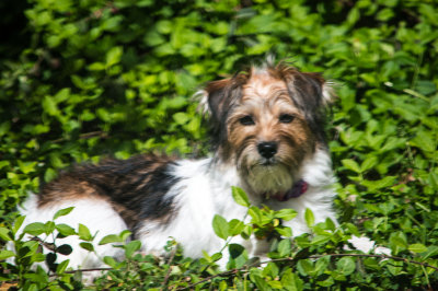 Gracie