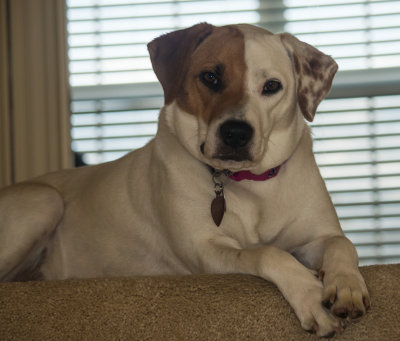 Rosie