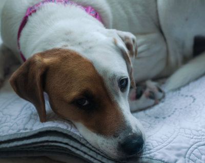 Rosie