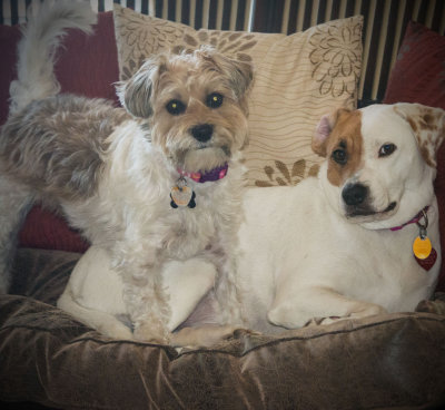 Gracie and Rosie