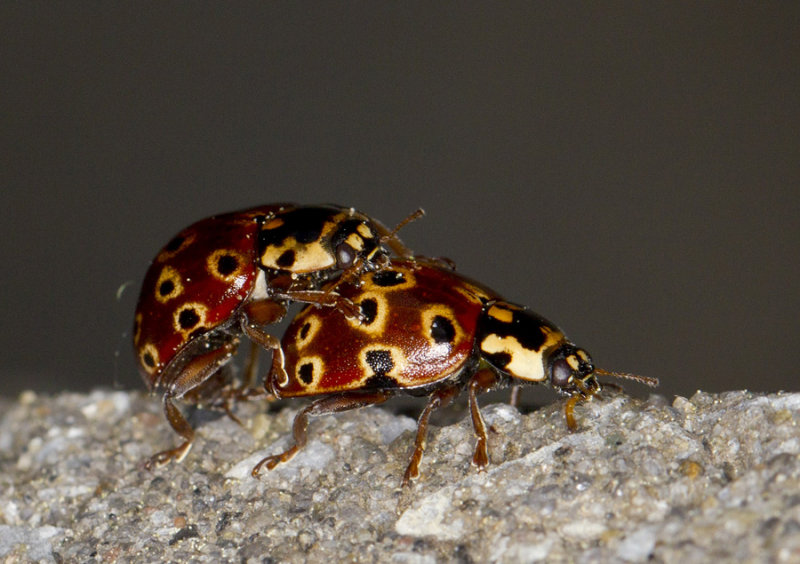 coccinelle ocelle - eyespotted lady beetle - Anatis mali