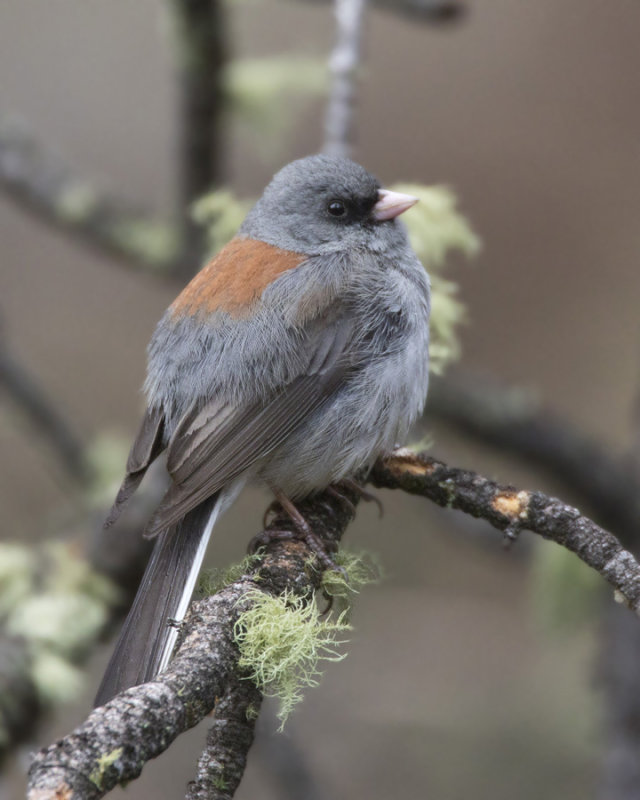 junco  tte grise - gray headed junco