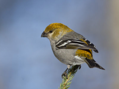 durbec des sapins - pine grosbeak