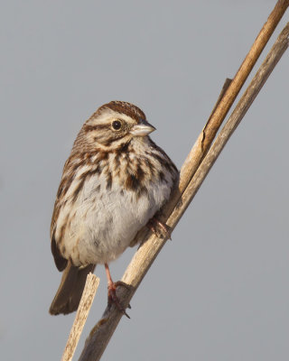 bruant chanteur - song sparrow