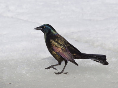 quiscale bronz - common grackle
