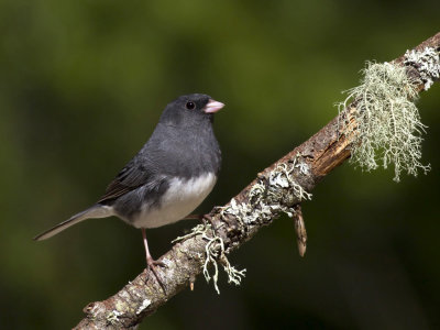 junco ardoisé - dark eyed junco