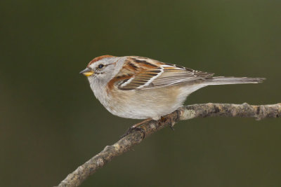 bruant hudsonnien - american tree sparrow