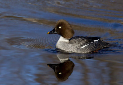 garrot  oeil d or - common golden eye