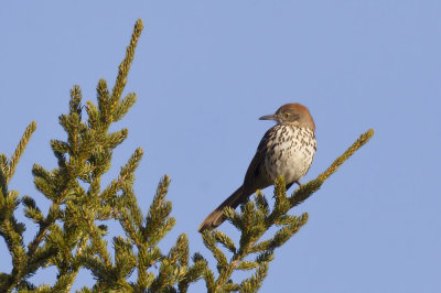 moqueur roux - brown thrasher