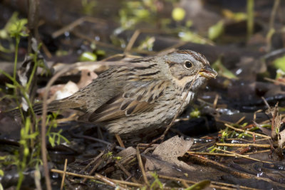 bruant de lincoln - lincoln sparrow