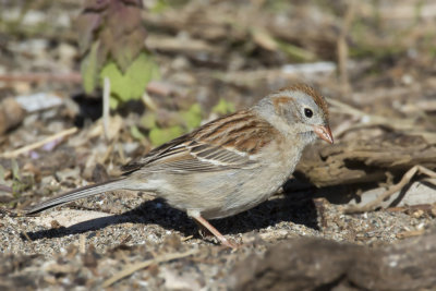 bruant des champs - field sparrow