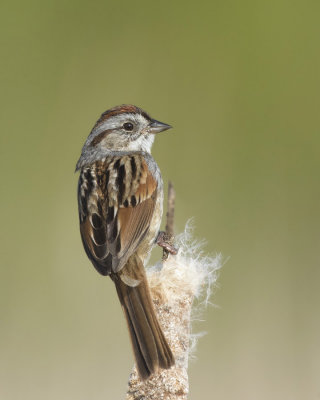 bruant des marais - marsh sparrow