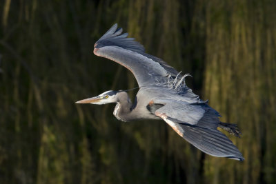 grand heron bleu - great blue heron