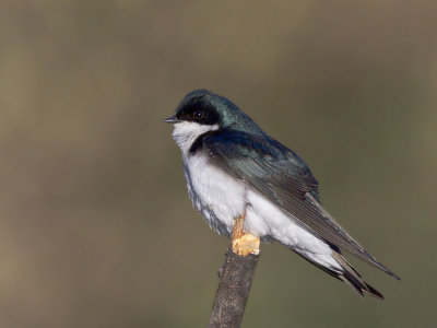 hirondelle bicolore - tree swallow