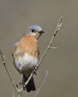 merle bleu de l est - eastern blue bird