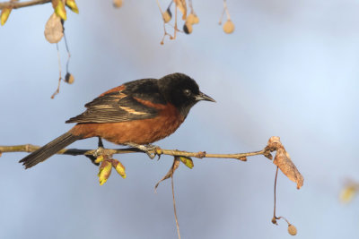 oriole des vergers - orchard oriole