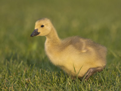 outardeau - young canada goose