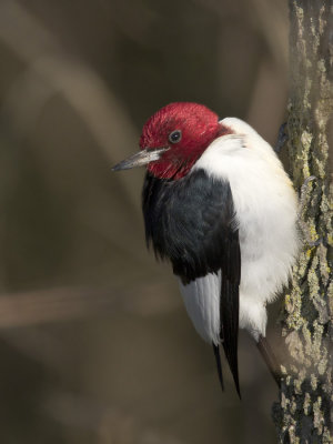 pic  tte rouge - red headed woodpecker