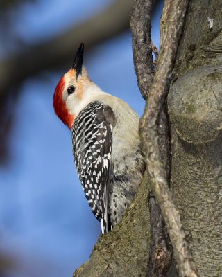 pic  ventre roux - red belled woodpecker 