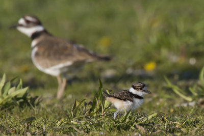 pluvier kildir - kildeer