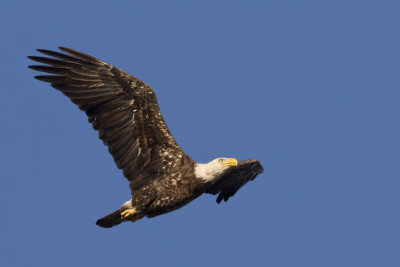 pygargue  tte blanche - bald eagle