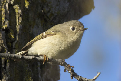 roitelet  couronne rubis -ruby crowned kinglet