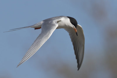 sterne pierregarin - common tern