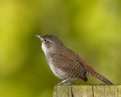 troglodyte familier - house wren