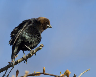 vacher  tte brune - brown headed black bird