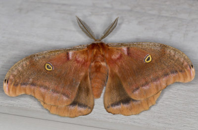 Polyphemus moth - Antheraea polyphemus (7757) 