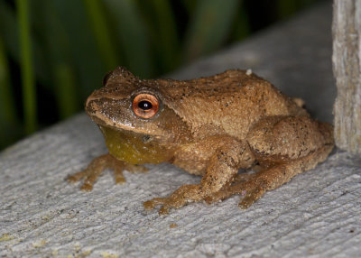 rainette crucifre - spring peeper 