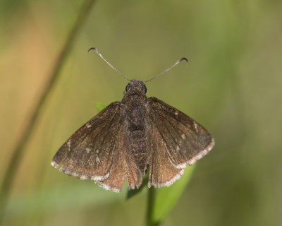 Hesprie nuageuse - northern cloudywings