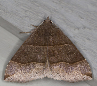 Maple Looper Moth - Parallelia bistriaris (8727)
