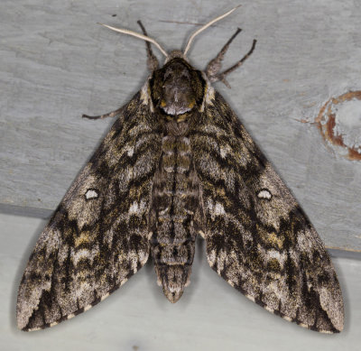 Sphinx Ondul - Waved Sphinx Moth - Ceratomia undulosa (7787)