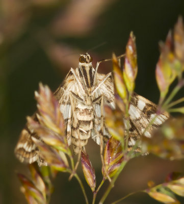 Nymphula moth - Nymphula ekthlipsis (4747)